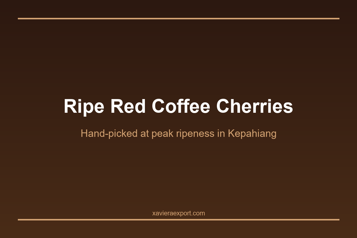 Arabica vs Robusta in Kepahiang: A Complete Guide to Bengkulu's Two Signature Coffee Varieties image 2