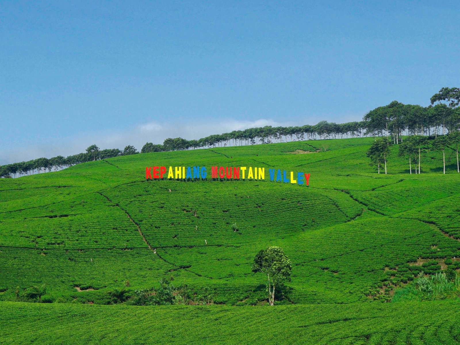 From the Highlands of Kepahiang to the World: Tracing the Historic Journey of Bengkulu Coffee to the Global Stage