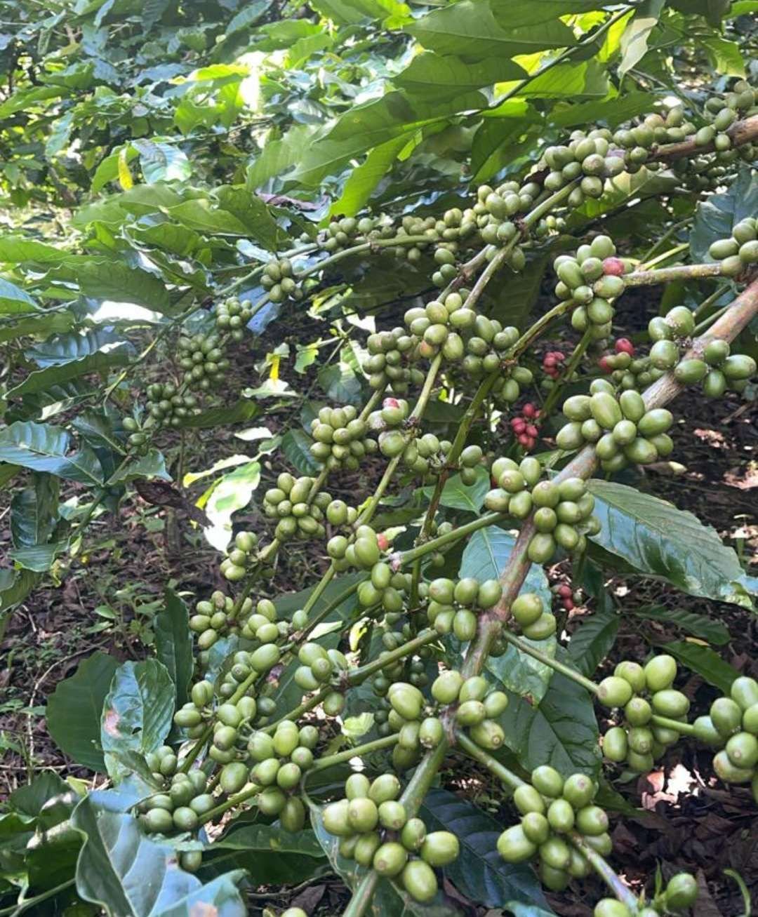 Brewing Global Success: How Kepahiang's 2026 Coffee Festival is Propelling Local Beans to the National and International Stage image 3