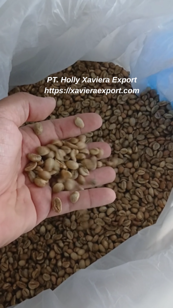 Fine Robusta Green Bean pt. holly xaviera export httpsxavieraexport.com
