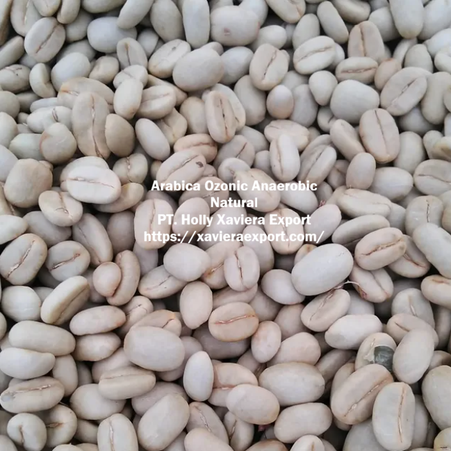 Home https://xavieraexport.com/arabica-ozonic-anaerob-natural/